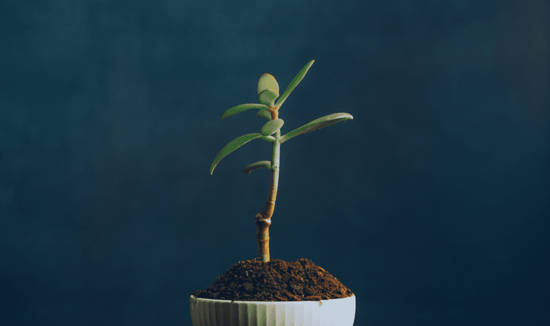 Exceptional compensation & growth opportunities for the doctors